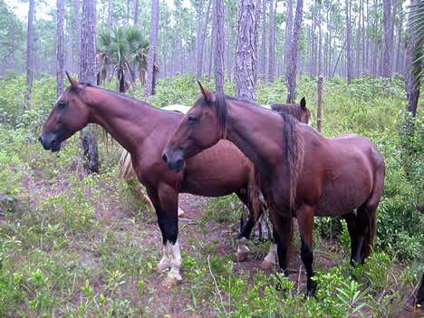 Wild Horse Fund Title Graphic