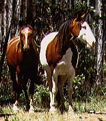 background photo