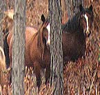 horse photo
