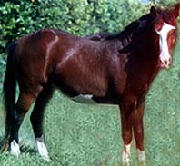 photo of horse