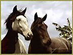 Photo of horse