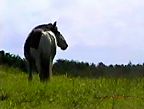 Photo of horse