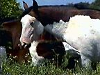 Photo of horse