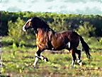 Photo of horse