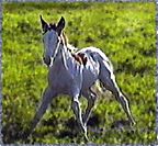 Photo of horse