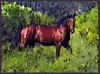 Photo of horse